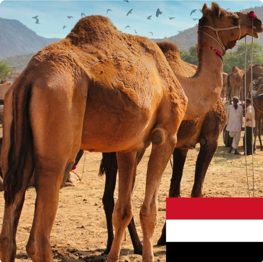 Yemen Camel