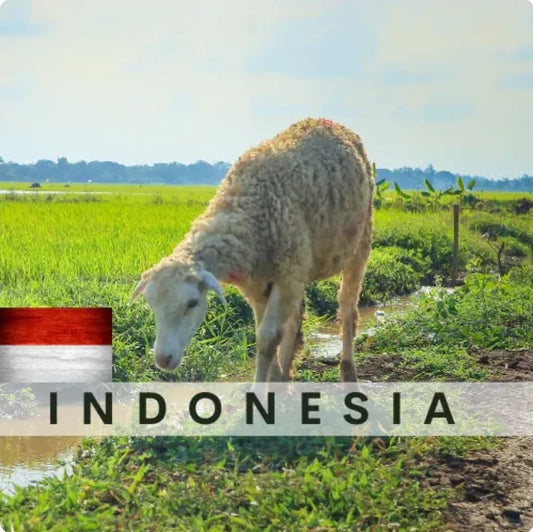 Indonesia Sheep / Cow