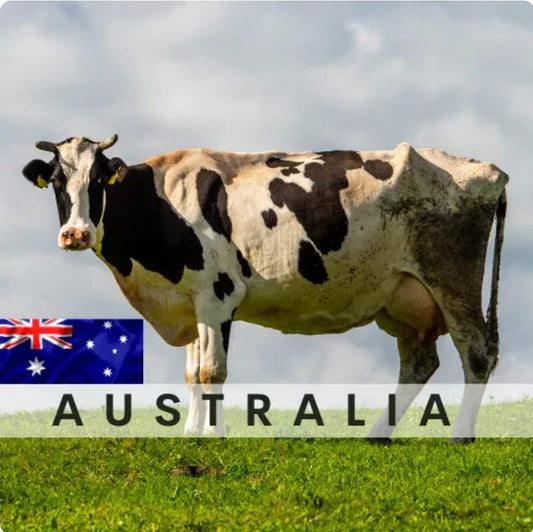 Australia Cow