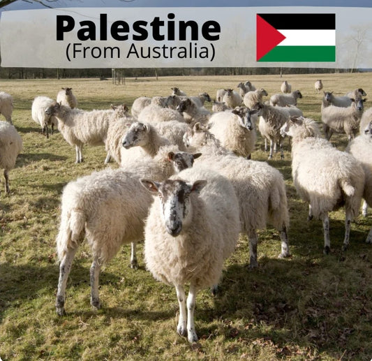 Palestine from Australia Sheep / Lamb