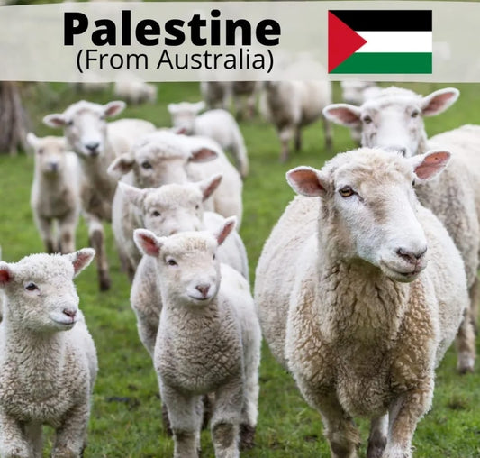 Palestine-Singapore from Australia Sheep / Lamb