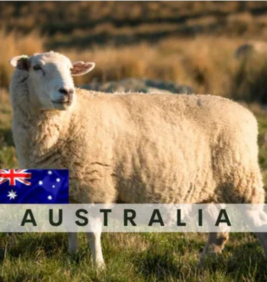 Australia Sheep / Lamb