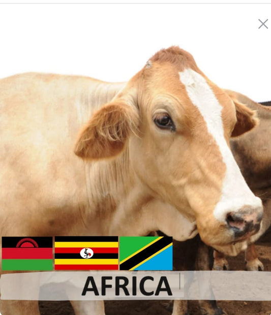 Africa Cow